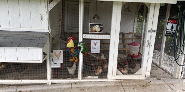 High-End-Chicken-Coup-2